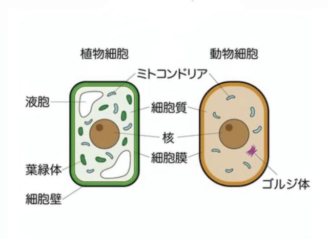 ミトコンドリア