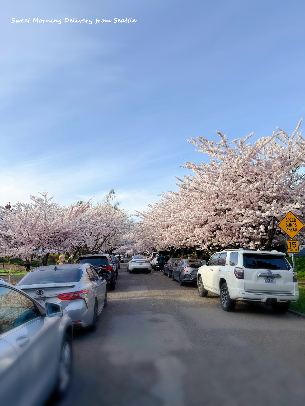 シアトルも桜が満開！
