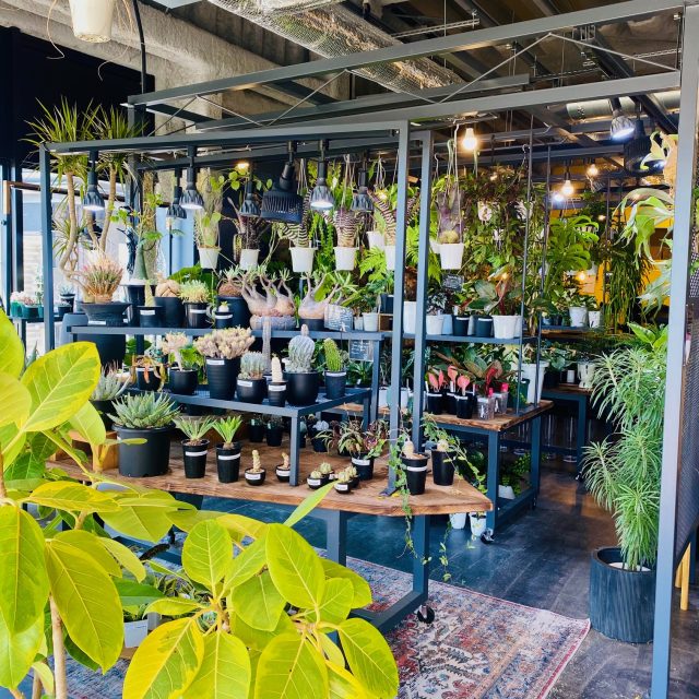 SULK GREEN CAFE OSAKA 店内 植物