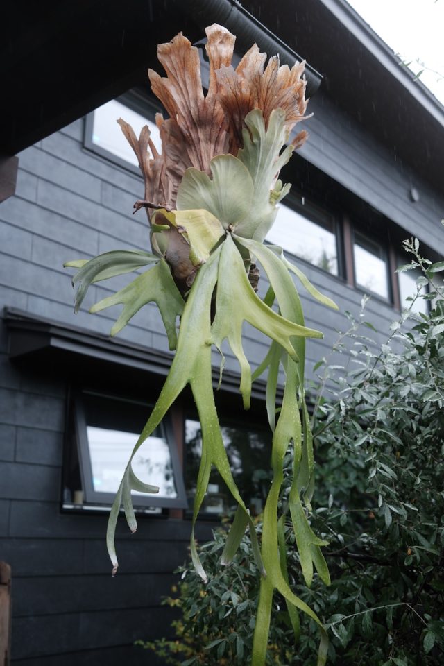 植物