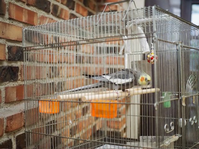 オカメインコ