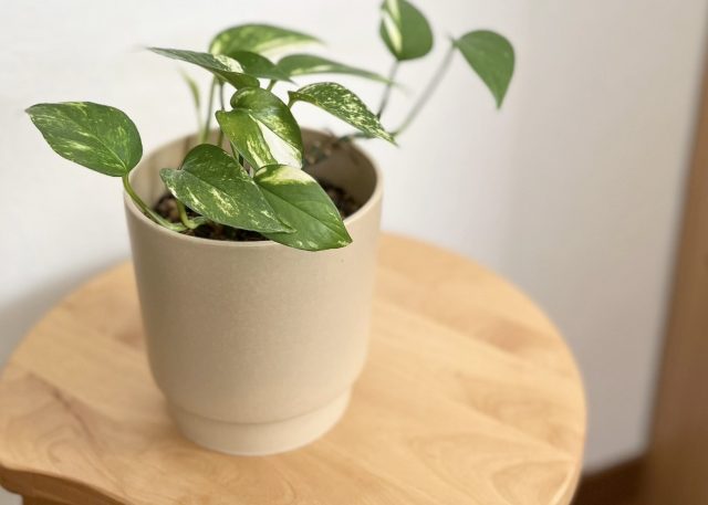 観葉植物