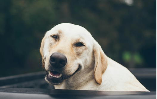 犬