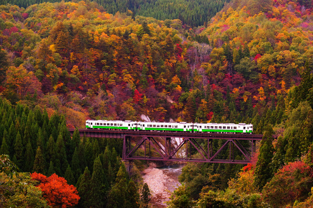 紅葉 車窓