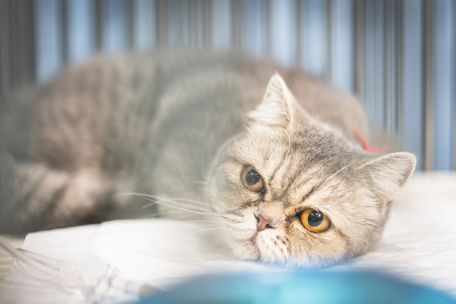 猫 病気
