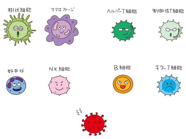 免疫細胞 制御性T細胞