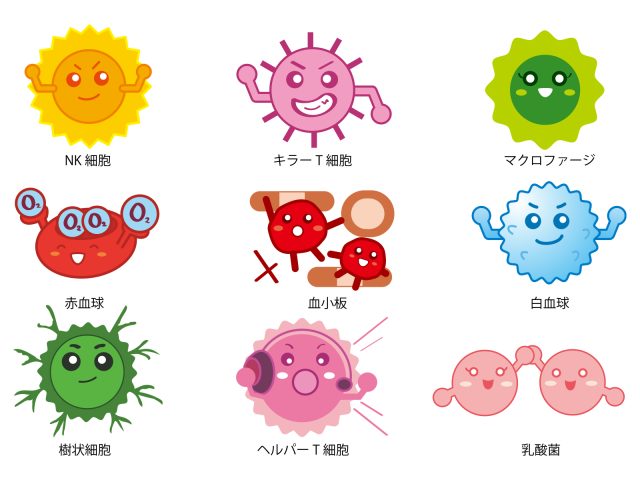 免疫細胞 T細胞 B細胞