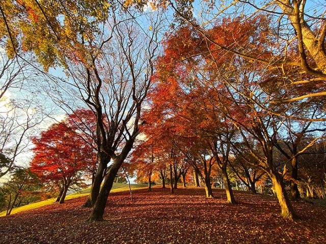 紅葉