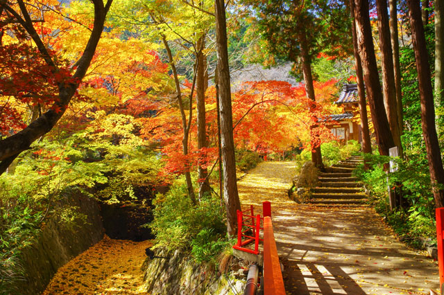 紅葉