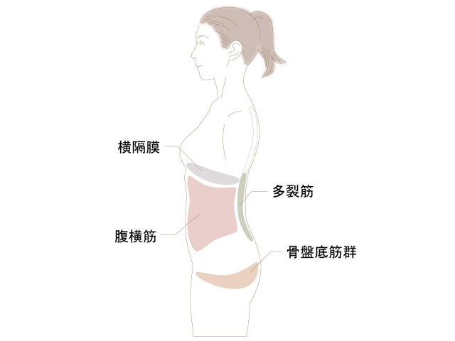 インナーマッスルの図解
