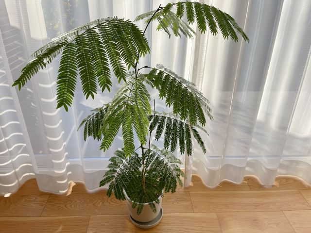 観葉植物