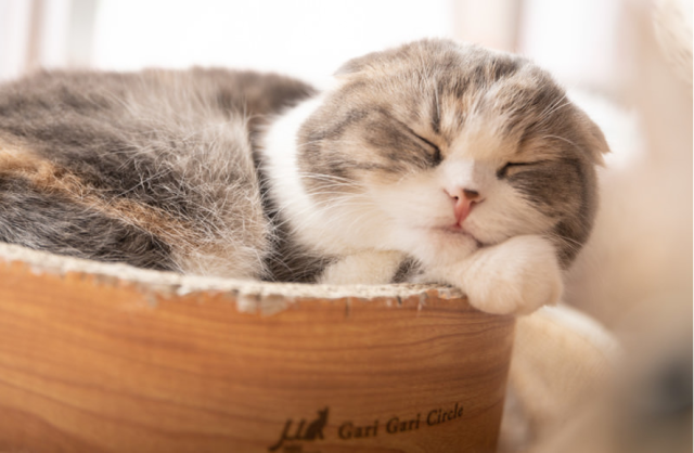 眠る猫