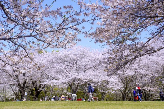 お花見 桜
