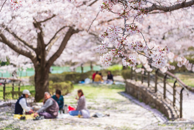 花見 桜