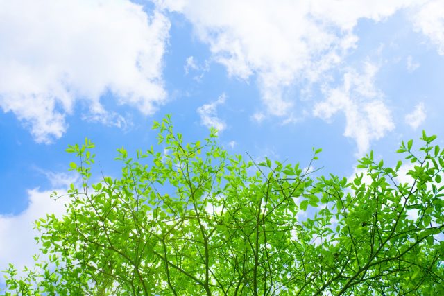 青空 新緑