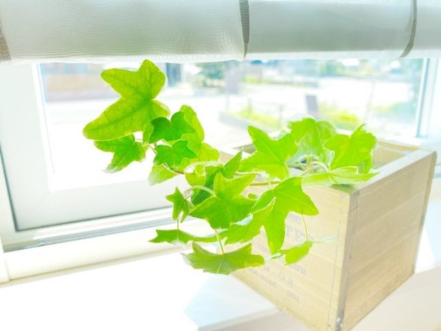 植物