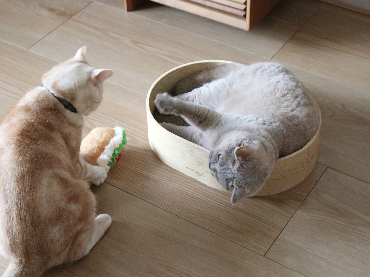 新ブランド「bon moment cat」誕生！シンプルで快適に暮らせる「猫アイテム」4選