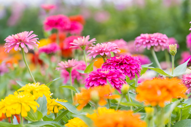 英語「Flower bed」の意味って？
