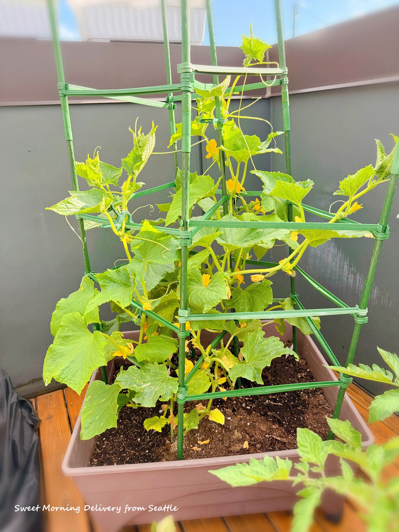 屋上でひっそり家庭菜園