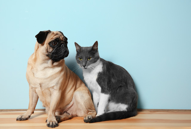 【be動詞で質問】「犬派？それとも猫派？」を英語で言うと